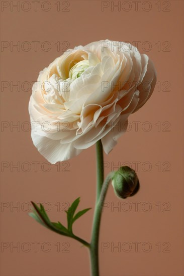 Single Ranunculus flower on studio background. KI generiert, generiert, AI generated