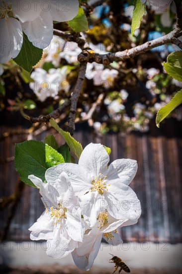 Cherry blossom, blossom, spring, bee, trees, branches, nature, flower, season, blossoming, beautiful, Lenggries, Bavaria, Germany, Europe