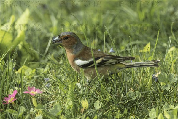 A male common chaffinch (Fringilla coelebs) standing in the green spring grass, Baden-Wuerttemberg, Germany, Europe