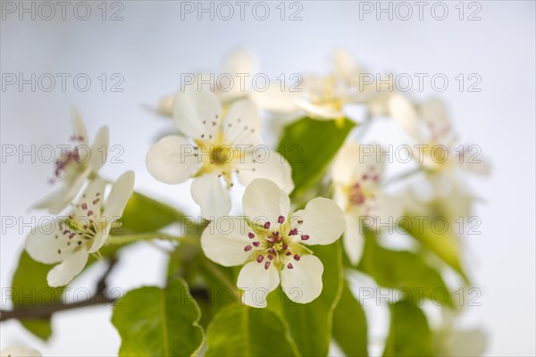 Pear tree blossom (Pyrus), pome fruit family (Pyrinae), meadow orchard, spring, Langgassen, Pfullendorf, Linzgau, Baden-Wuerttemberg, Germany, Europe