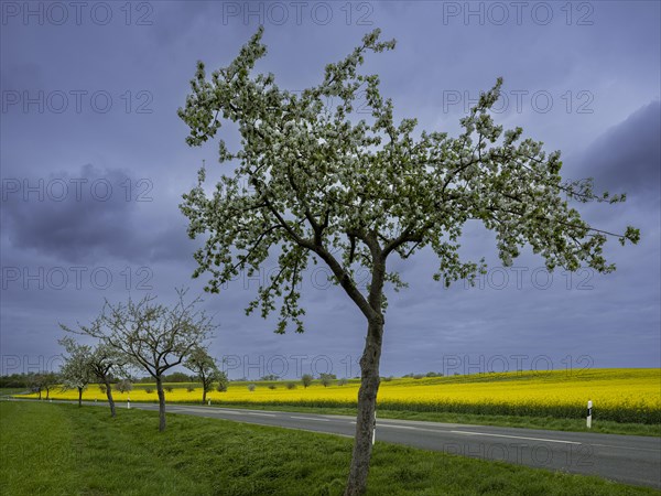 Flowering apple trees along a road, avenue, rape field, field with rape (Brassica napus), Cremlingen, Lower Saxony, Germany, Europe