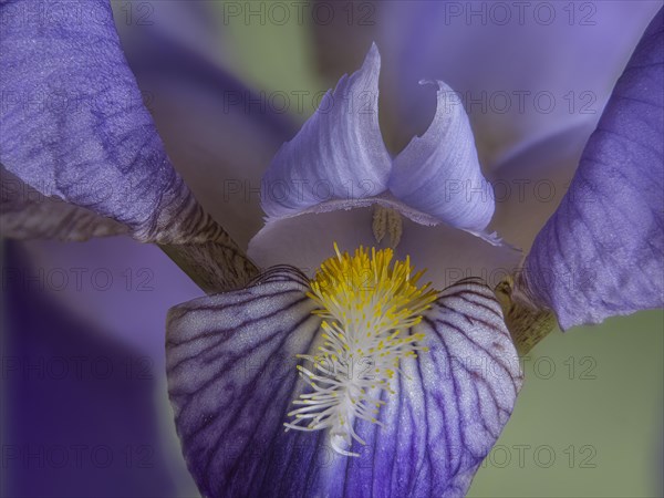 Flower of an iris, studio photo, macro photo, Germany, Europe