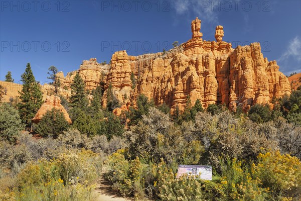 Red Canyon in the National Forest, Utah, United States, USA, Red Canyon, Utah, USA, North America