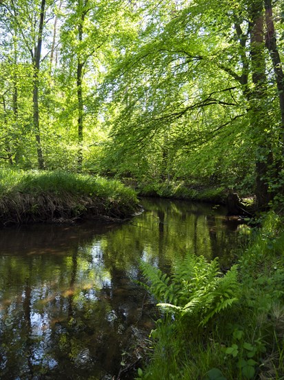 Stream and floodplain of the Dalke with alder forest in spring, Guetersloh, North Rhine-Westphalia, Germany, Europe