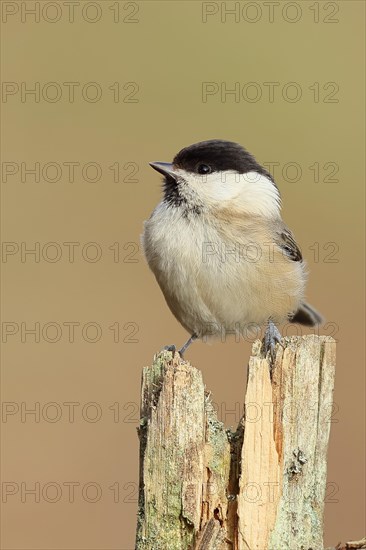 Willow Tit (Parus montanus) sitting on an old tree stump, Wilnsdorf, North Rhine-Westphalia, Germany, Europe