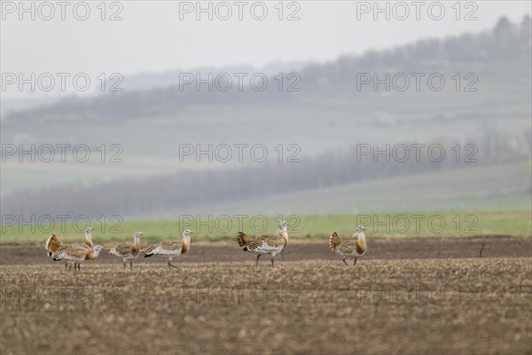 Several great bustards (Otis tarda) in a field, cockerels, Lower Austria, Austria, Europe