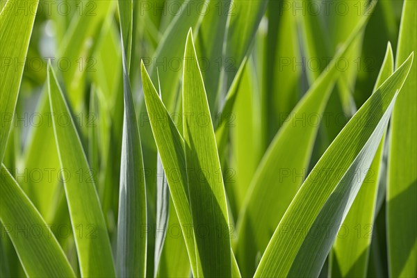 Irises (Iris), leaves against the light, North Rhine-Westphalia, Germany, Europe