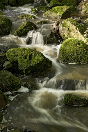 Mountain stream in the forest with mossy basalt rocks, blocks of basalt in the stream bed, Tertiary volcano, flowing water, motion blur, Krummbach, Vogelsberg Volcanic Region nature park Park, Nidda, Wetterau, Hesse, Germany, Europe