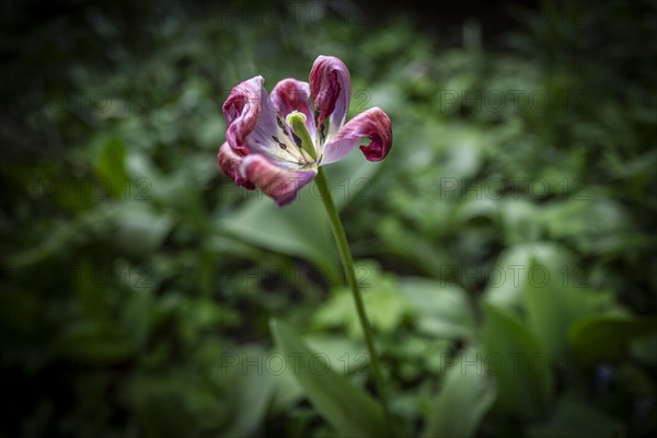 Pistil and stamens in a tulip calyx, fading tulip (Tulipa), Stuttgart, Baden-Wuerttemberg, Germany, Europe