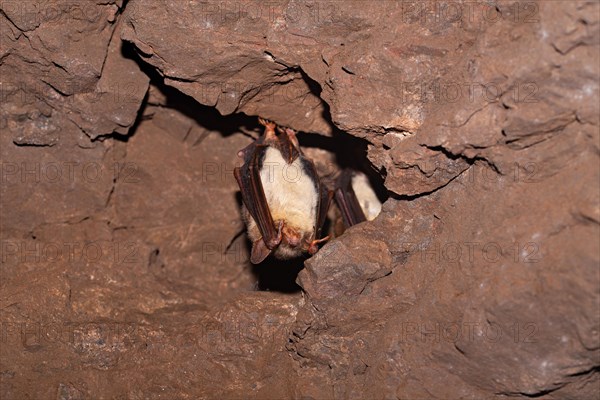 Greater mouse-eared bat (Myotis myotis), hibernating in a cave, North Rhine-Westphalia, Germany, Europe