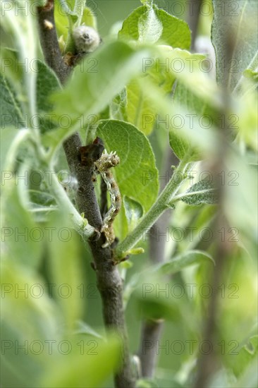 Mottled umber (Erannis defoliaria), caterpillar, spring, Germany, Europe