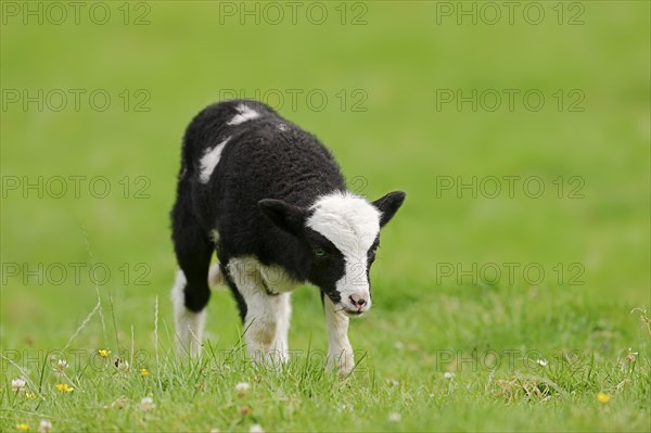 Jacob sheep (Ovis ammon f. aries), lamb, Lower Saxony Germany