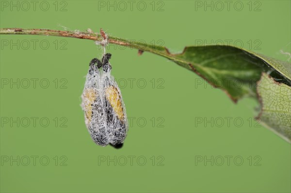 Orchard ermine (Yponomeuta padella), pupae, North Rhine-Westphalia, Germany, Europe