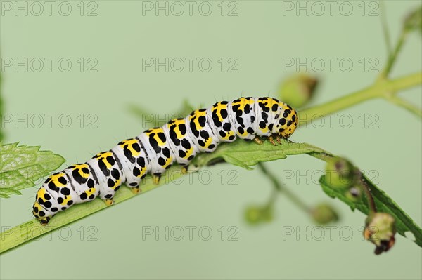 Brown-root monk (Shargacucullia scrophulariae), caterpillar, North Rhine-Westphalia, Germany, Europe