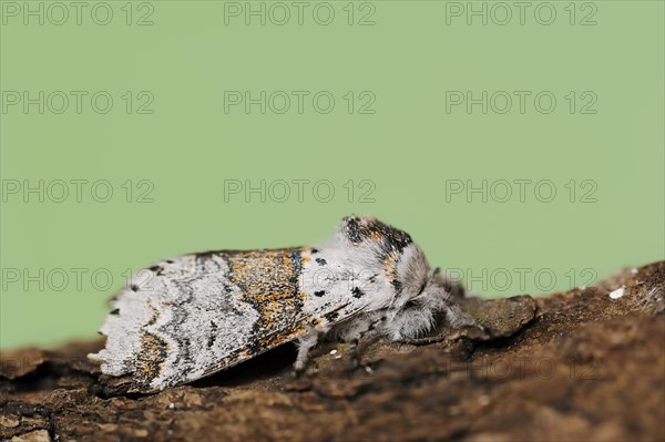 Sallow kitten moth (Furcula furcula), North Rhine-Westphalia, Germany, Europe