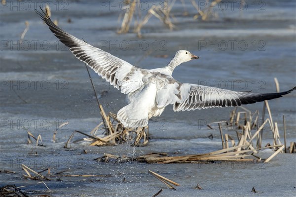 Snow goose (Anser caerulescens), juvenile taking off on a frozen marsh, lac Saint-Pierre biosphere reserve, province of Quebec, Canada, AI generated, North America