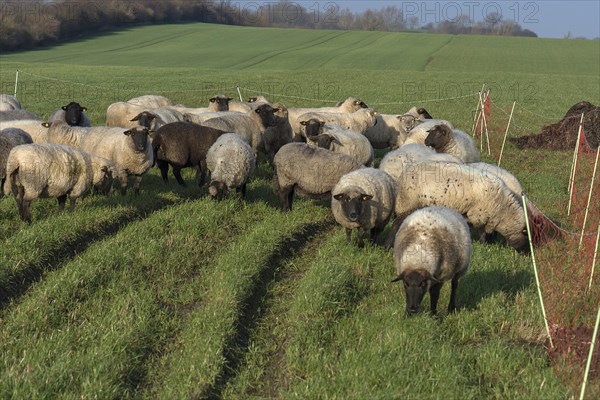 Black-headed domestic sheep (Ovis gmelini aries) on pasture, Mecklenburg-Western Pomerania, Germany, Europe