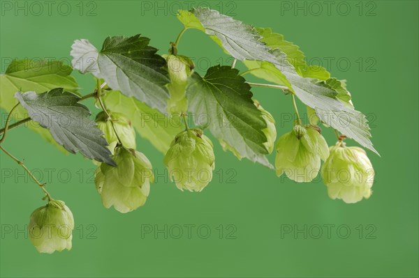 Common hop (Humulus lupulus), fruit clusters, North Rhine-Westphalia, Germany, Europe