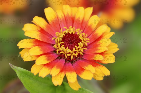 Zinnia 'Sombrero' (Zinnia elegans, Zinnia violacea), flower, ornamental plant, North Rhine-Westphalia, Germany, Europe