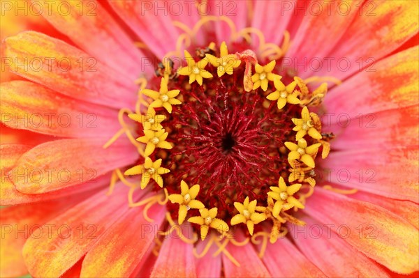 Zinnia 'Sombrero' (Zinnia elegans, Zinnia violacea), detail of flower, ornamental plant, North Rhine-Westphalia, Germany, Europe