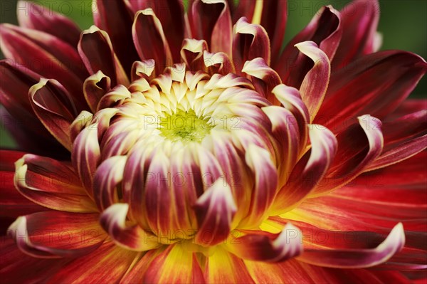 Dahlia 'Akita' (Dahlia Hybride), detail of flower, ornamental plant, North Rhine-Westphalia, Germany, Europe