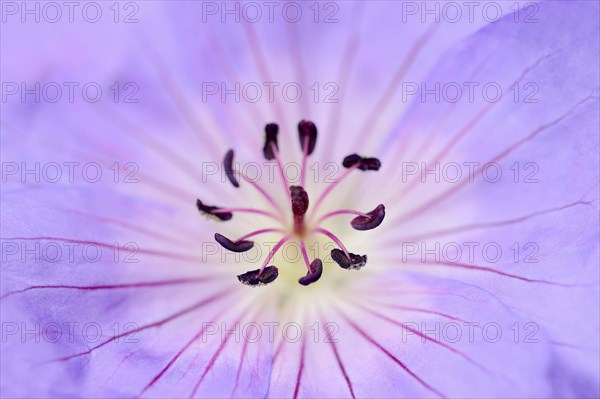 Cranesbill 'Rozanne' (Geranium hybride), flower detail, ornamental plant, North Rhine-Westphalia, Germany, Europe