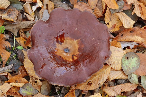 Chestnut-brown stem porling or black-red porling (Picipes badius, Polyporus badius), autumn, North Rhine-Westphalia, Germany, Europe