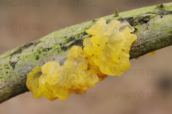 Yellow brain (Tremella mesenterica), North Rhine-Westphalia, Germany, Europe