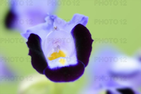 Bluewings (Torenia fournieri), flower, native to Vietnam, ornamental plant, North Rhine-Westphalia, Germany, Europe