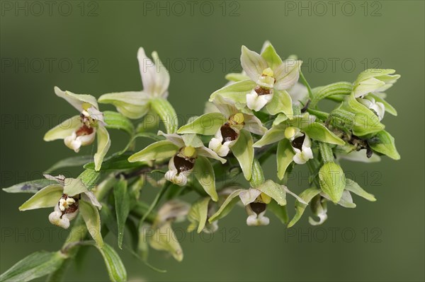Broad-leaved helleborine or broad-leaved marsh orchid (Epipactis helleborine), flowers, North Rhine-Westphalia, Germany, Europe