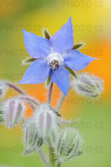 Borage or borage (Borago officinalis), flower, North Rhine-Westphalia, Germany, Europe