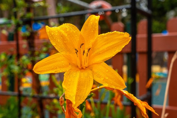 A yellow flower in a beautiful botanical garden, sustainable tourism concept in Arucas, Gran Canaria. Spain