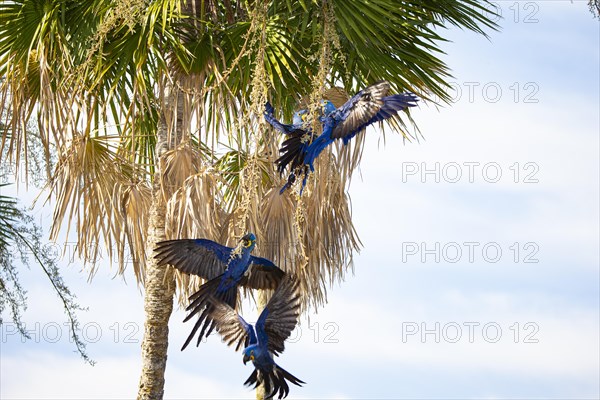 Hyacinth Macaw (Anodorhynchus hyacinthinus) Pantanal Brazil