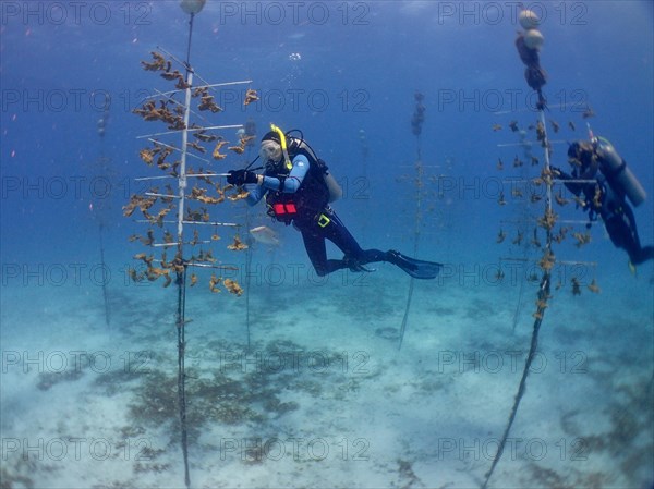 Coral farming. Divers clean the rack on which young specimens of elkhorn coral (Acropora palmata) are growing. The aim is to breed corals that can withstand the higher water temperatures. Dive site Nursery, Tavernier, Florida Keys, Florida, USA, North America