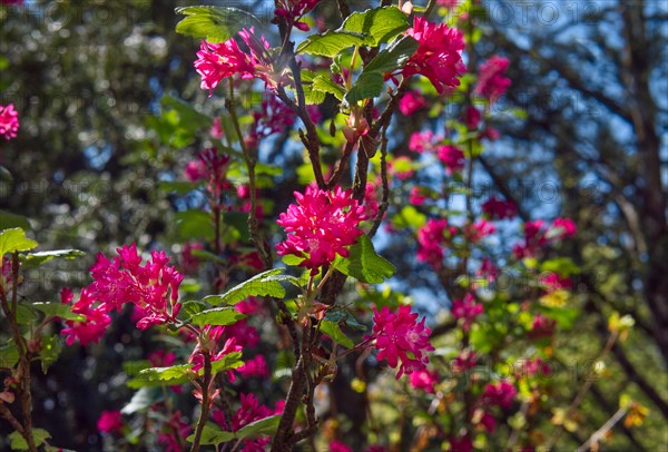 Rhododendron, several flowers, (Rhododendron hypoglaucum)