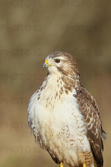 Steppe buzzard (buteo buteo), light-coloured variant, light morph, side view, animal portrait, wildlife, North Rhine-Westphalia, Germany, Europe