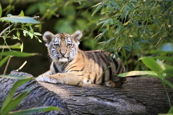 A tiger young rests on a tree trunk and looks attentively, Siberian tiger, Amur tiger, (Phantera tigris altaica), cubs