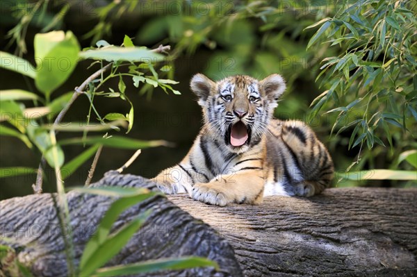 A yawning tiger young on a tree trunk in the wild, Siberian tiger, Amur tiger, (Phantera tigris altaica), cubs