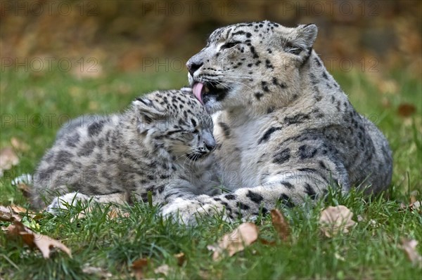 A snow leopard grooming its young with recognisable tenderness, snow leopard, (Uncia uncia), young