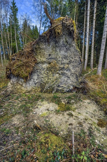 Tree uprooted by storm damage, Kemptner Wald, Allgaeu, Swabia, Bavaria, Germany, Europe