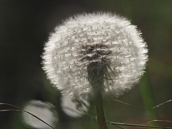 Dandelion, common dandelion (Taraxacum ruderalia), macro photograph with focus stacking, Leoben, Styria, Austria, Europe