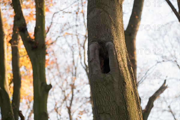 Deadwood structure Cave in deciduous forest, cave with lateral overhangs, important habitat for insects and birds, North Rhine-Westphalia, Germany, Europe