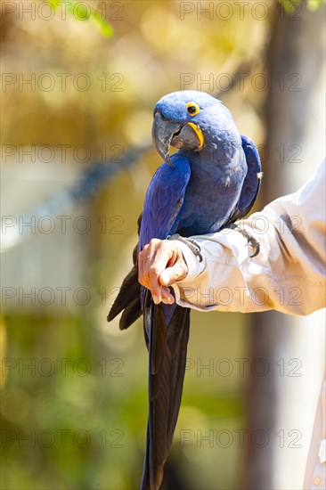 Hyacinth Macaw (Anodorhynchus hyacinthinus) Pantanal Brazil