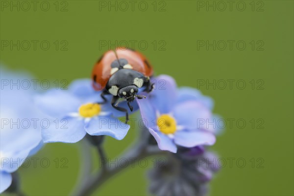 Seven-spot ladybird Coccinella (septempunctata) adult on Forget-me-not flowers in spring, Suffolk, England, United Kingdom, Europe