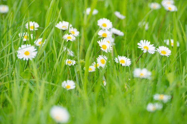 Many flowers of daisies (Bellis perennis), also known as perennial daisy, perennial daisy, perennial daisy, perennial daisy, white and yellow on a sunny day on a green meadow in the grass, spring, spring, summer, Allertal, Lower Saxony, Germany, Europe
