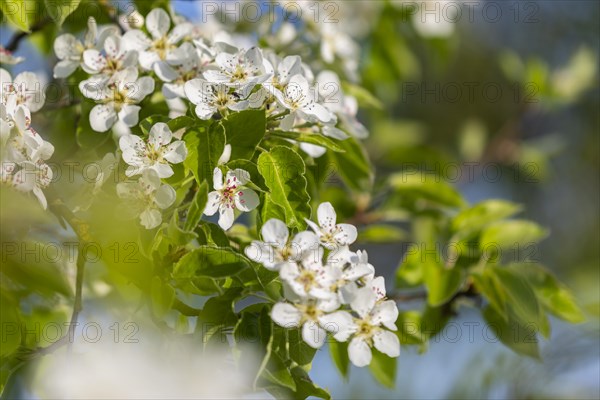 Pear tree blossom (Pyrus), pome fruit family (Pyrinae), meadow orchard, spring, Langgassen, Pfullendorf, Linzgau, Baden-Wuerttemberg, Germany, Europe