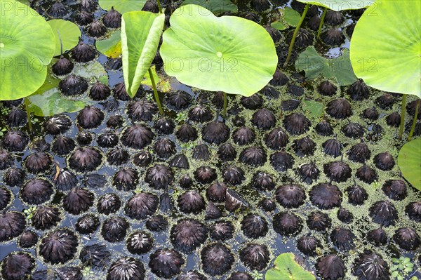 Fallen seed heads of white lotus (Nelumbo) in the water in the Parc Floral et Tropical de la Court d'Aron, Saint Cyr en Talmondais, Vandee, France, Europe