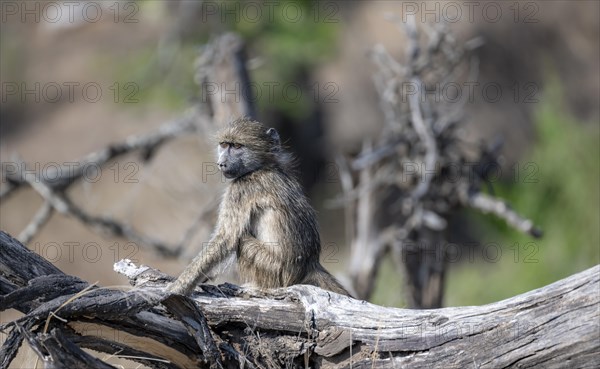 Chacma baboon (Papio ursinus), young sitting on a tree trunk, Kruger National Park, South Africa, Africa