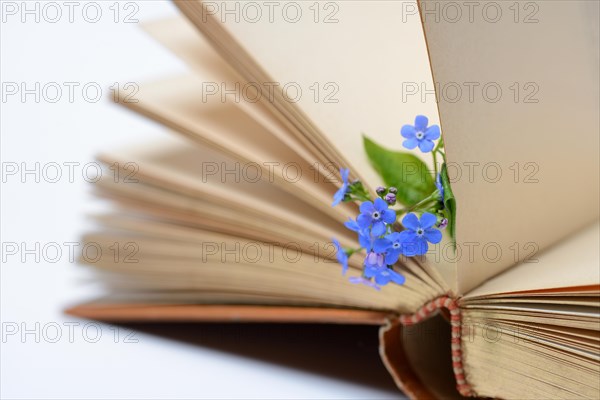 Forget-me-not, flowers on book