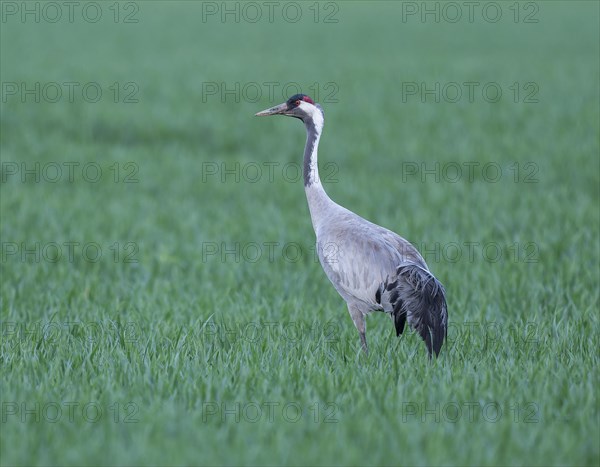 Crane (Grus grus), adult bird foraging in a cereal field, Lower Saxony, Germany, Europe